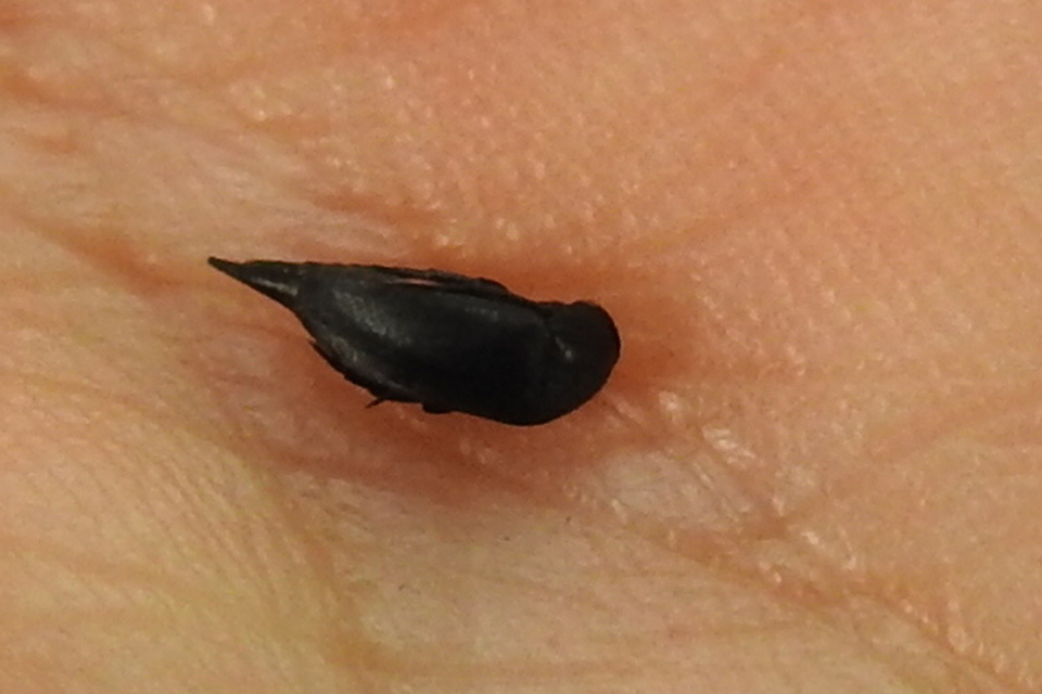 Mordellidae - marókafélék