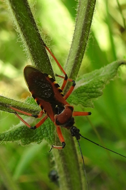 Rhynocoris iracundus - közönséges gyilkospoloska