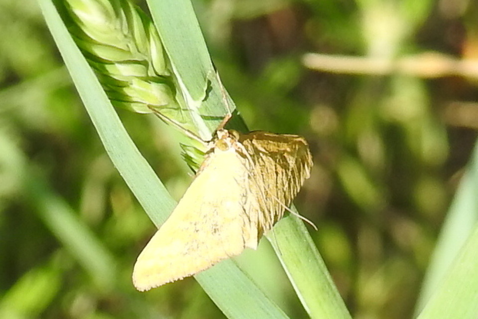 Sitochroa verticalis - világossárga dudvamoly