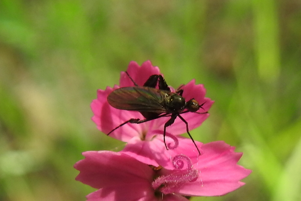 Empididae - táncoslegyek