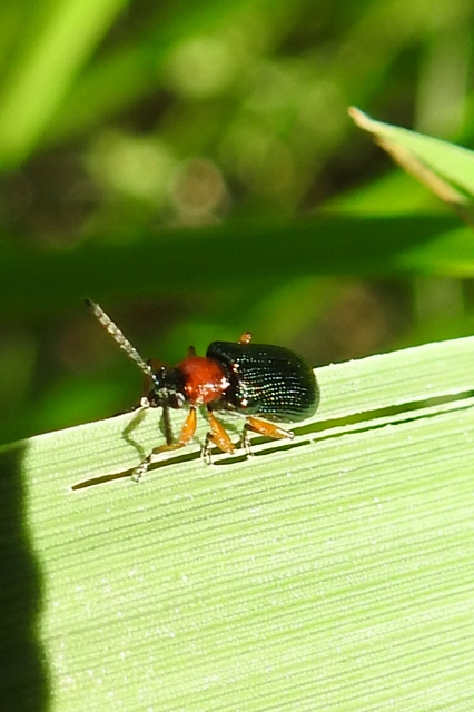 Oulema melanopus/duftschmidi