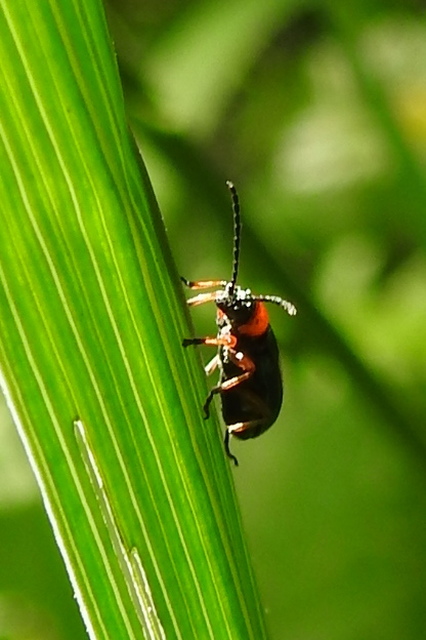 Oulema melanopus/duftschmidi