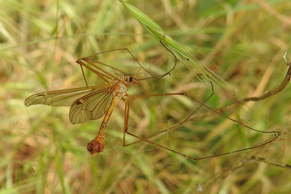 Tipula
