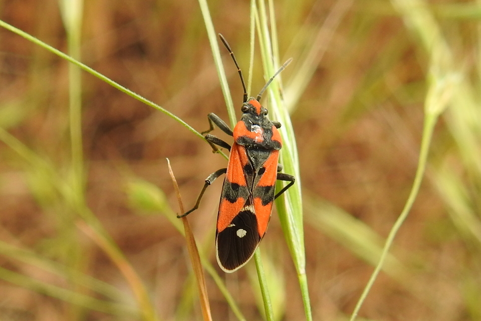 Lygaeus equestris/simulans