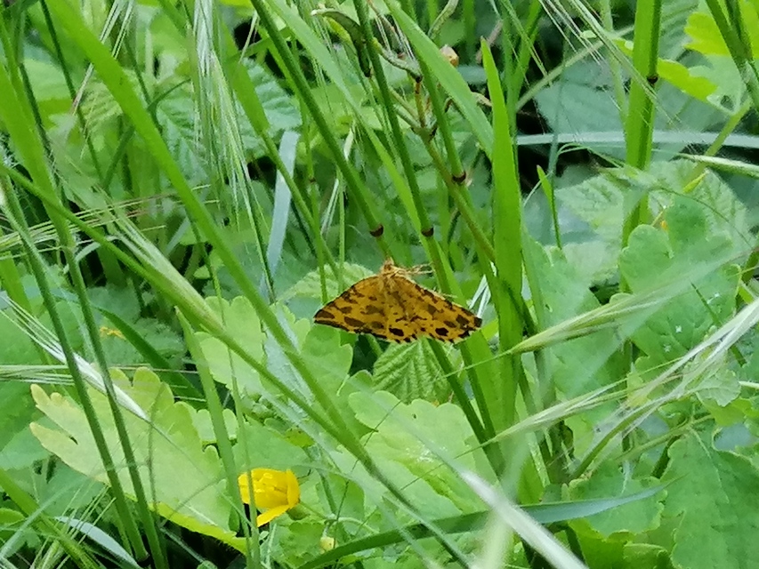 Pseudopanthera macularia - párducfoltos araszoló