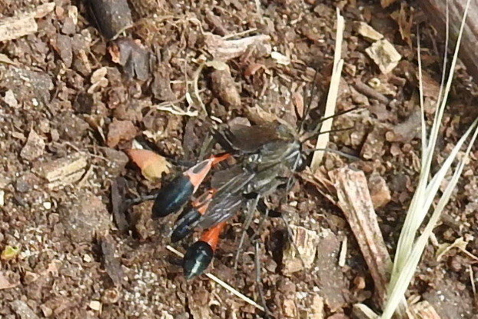Ammophila