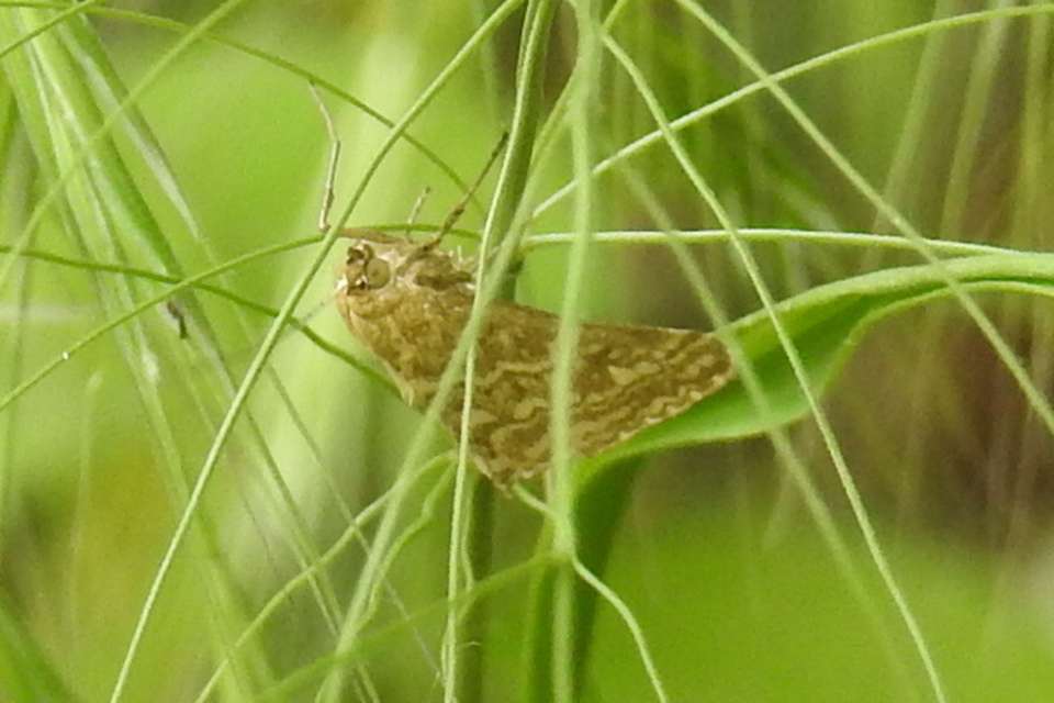 Evergestis frumentalis - tavaszi dudvamoly