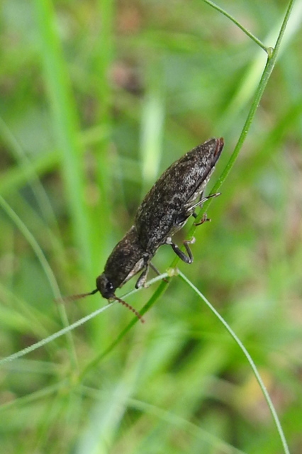 Agrypnus murinus - egérszínű pikkelyespattanó
