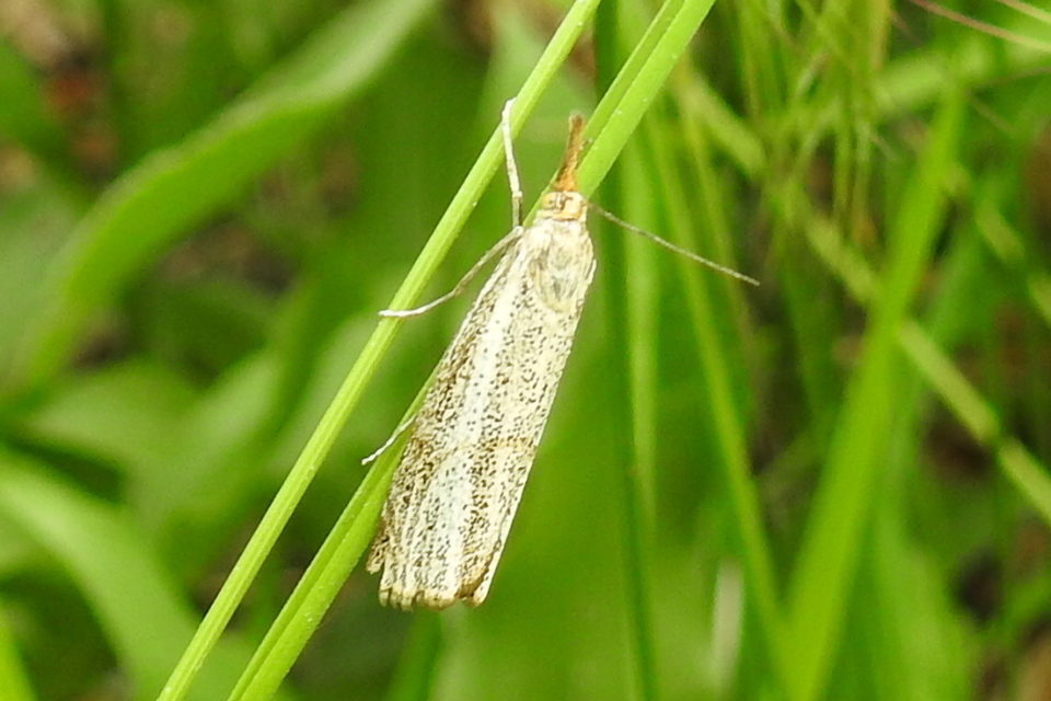 Thisanotia chrysonuchella - tavaszi fűgyökérmoly