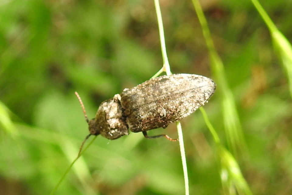 Agrypnus murinus - egérszínű pikkelyespattanó