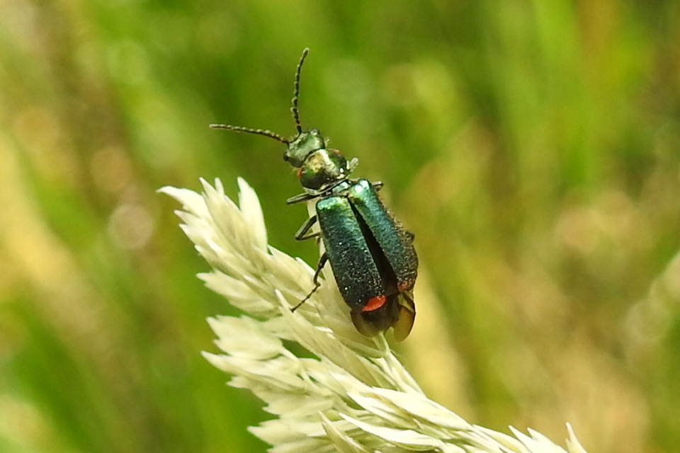 Malachius bipustulatus - kétfoltos bibircsesbogár