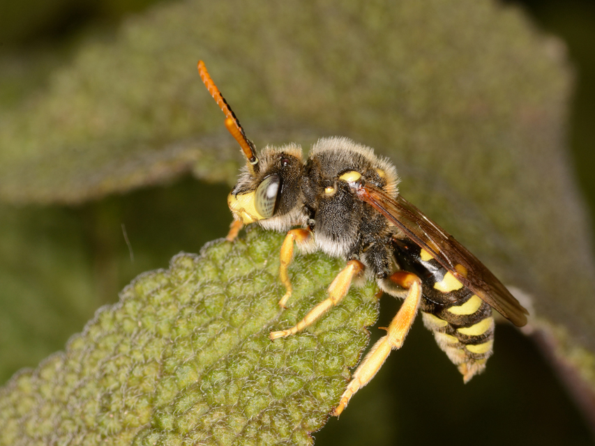 Nomada