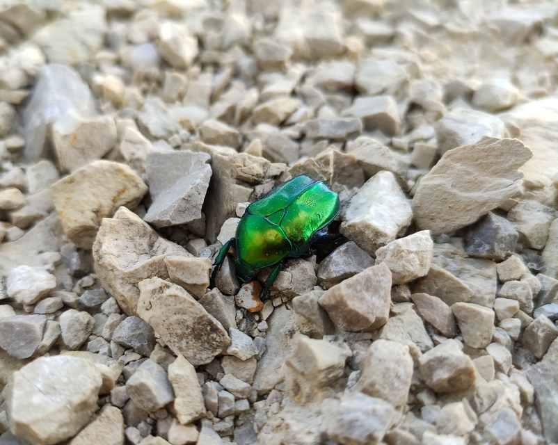 Protaetia affinis - smaragdzöld virágbogár