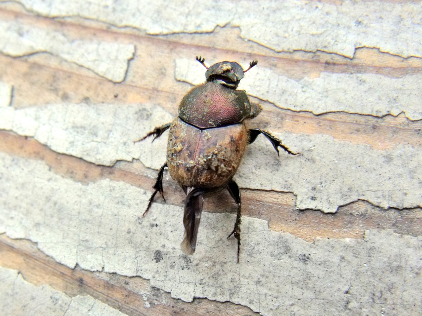 Onthophagus coenobita - rezes trágyatúró