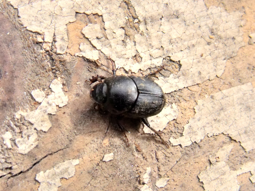 Onthophagus taurus - szarvas trágyatúró