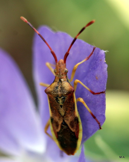 Gonocerus juniperi - boróka-karimáspoloska