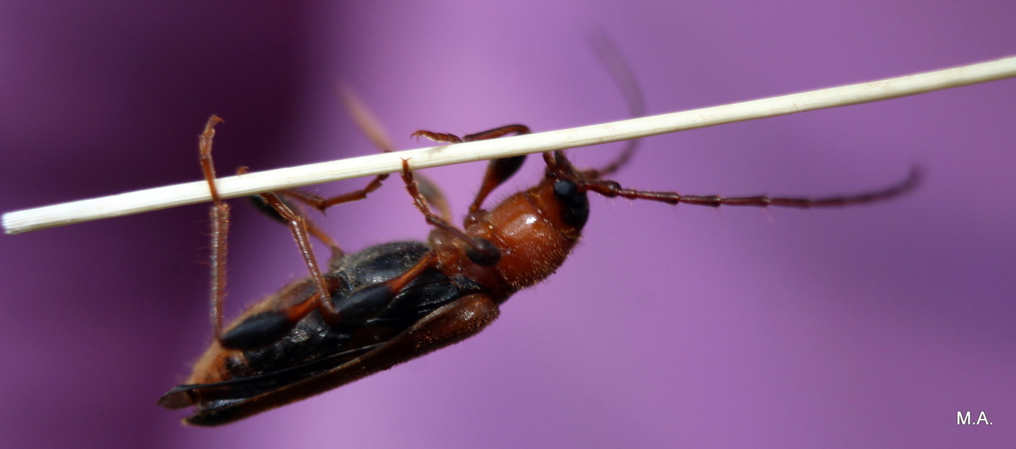 Phymatodes testaceus - változékony korongcincér Phymatodes testaceus - változékony korongcincér
