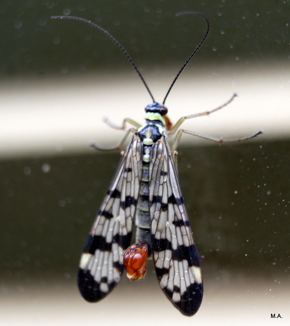 Panorpa vulgaris