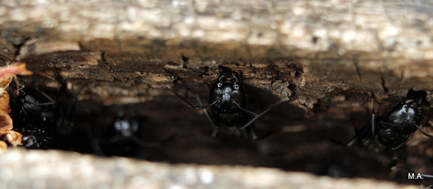 Camponotus vagus - fekete lóhangya