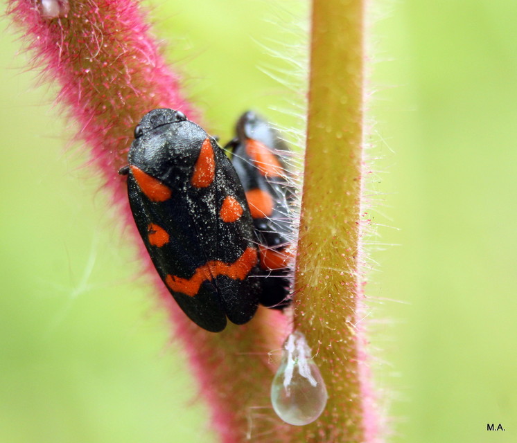 Cercopis