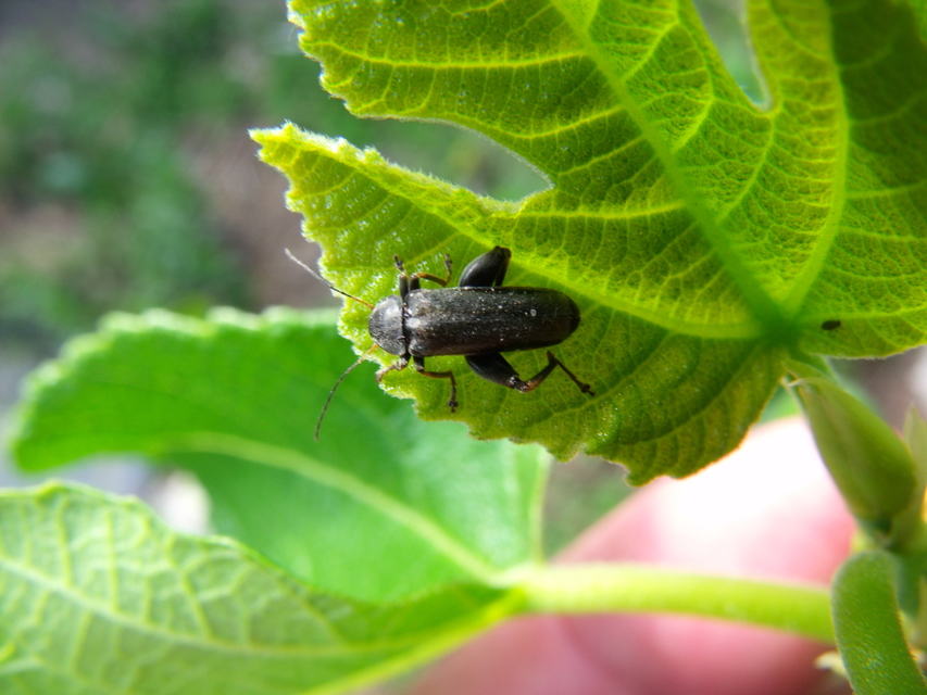 Osphya bipunctata - kétalakú komorka