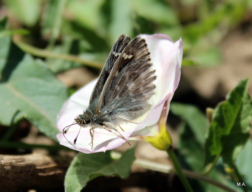 Carcharodus floccifera - pemetefű-busalepke