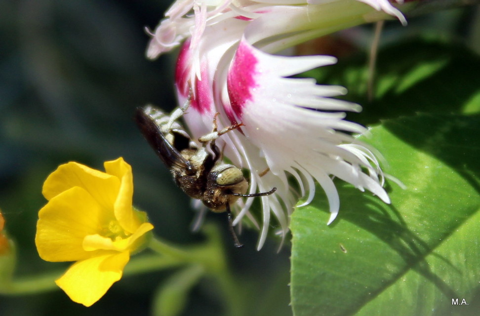 Coelioxys