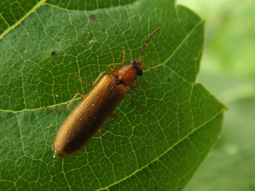Denticollis linearis - dülledtszemű pattanó