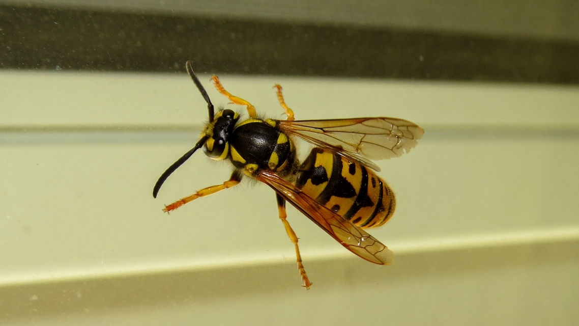 Vespula germanica - német darázs
