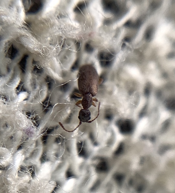 Endomia tenuicollis - keskenynyakú fürgebogár