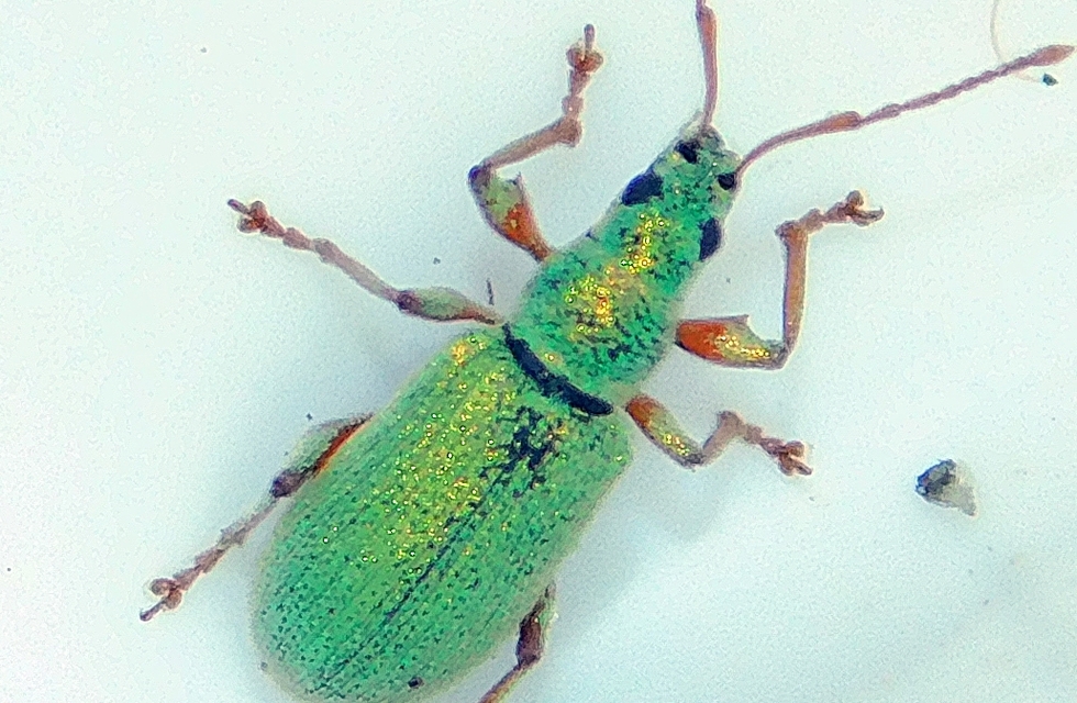 Phyllobius argentatus - ezüstös levélormányos