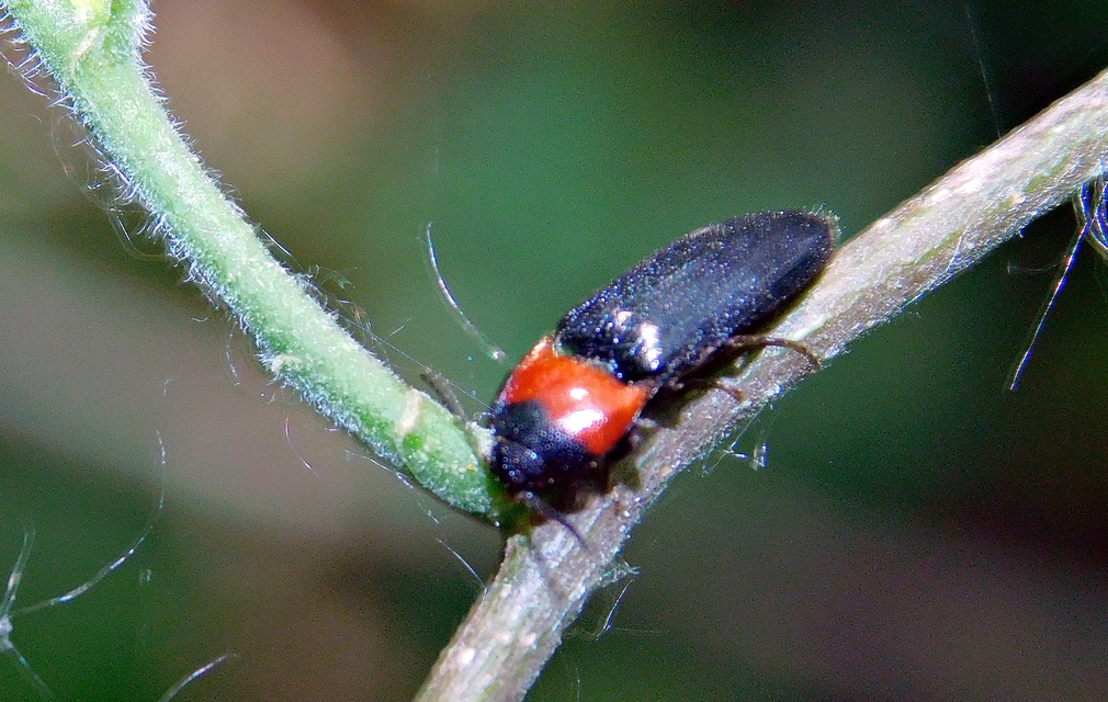 Ampedus sinuatus - felemásnyakú pattanó