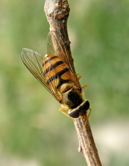 Epistrophe