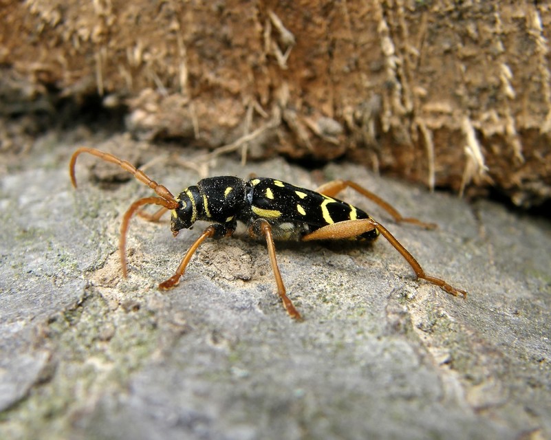 Plagionotus arcuatus - bársonyos darázscincér