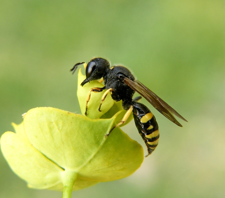 Crabronidae - szitásdarazsak