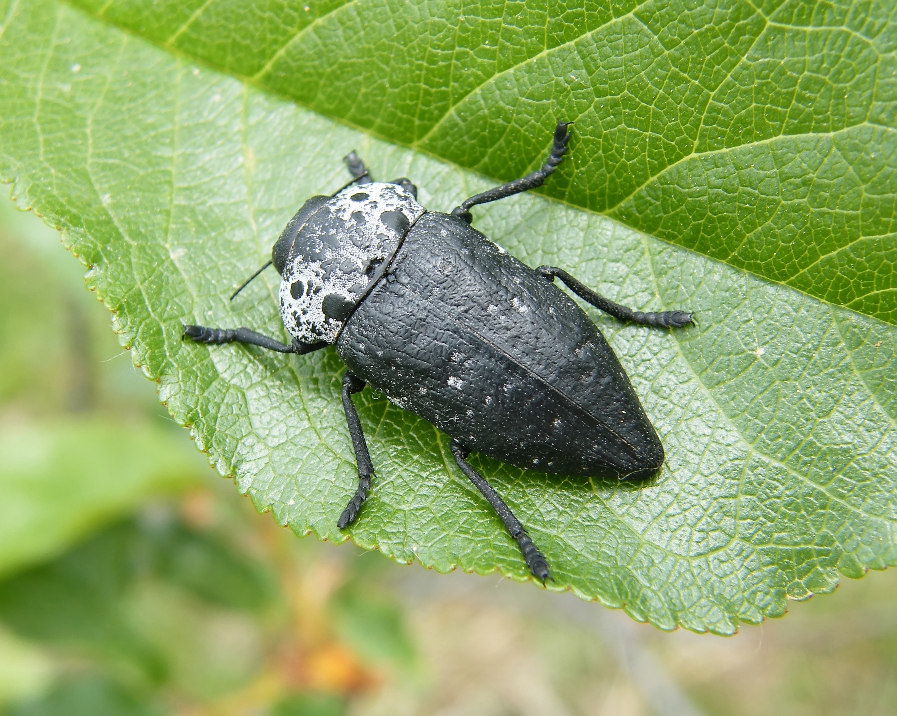 Capnodis tenebrionis - kökény-tükrösdíszbogár