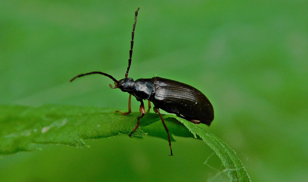Gonodera luperus - gyászos alkonybogár