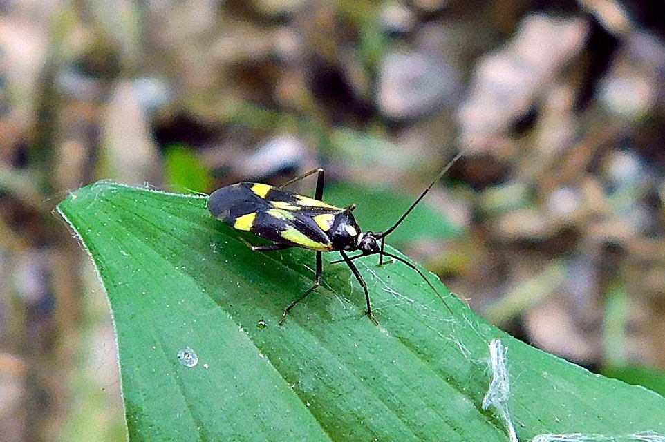 Grypocoris sexguttatus - hatpettyes díszpoloska Grypocoris sexguttatus - hatpettyes díszpoloska