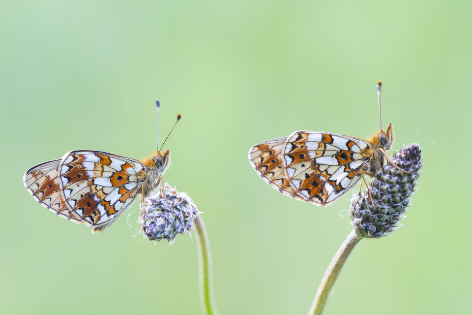 Boloria selene - fakó gyöngyházlepke