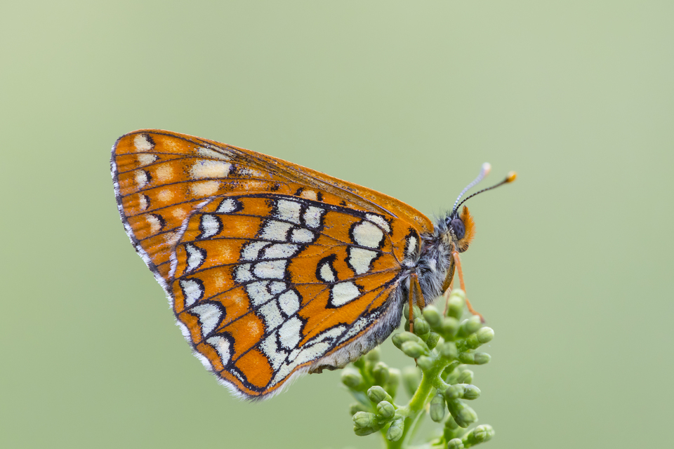 Euphydryas maturna - díszes tarkalepke