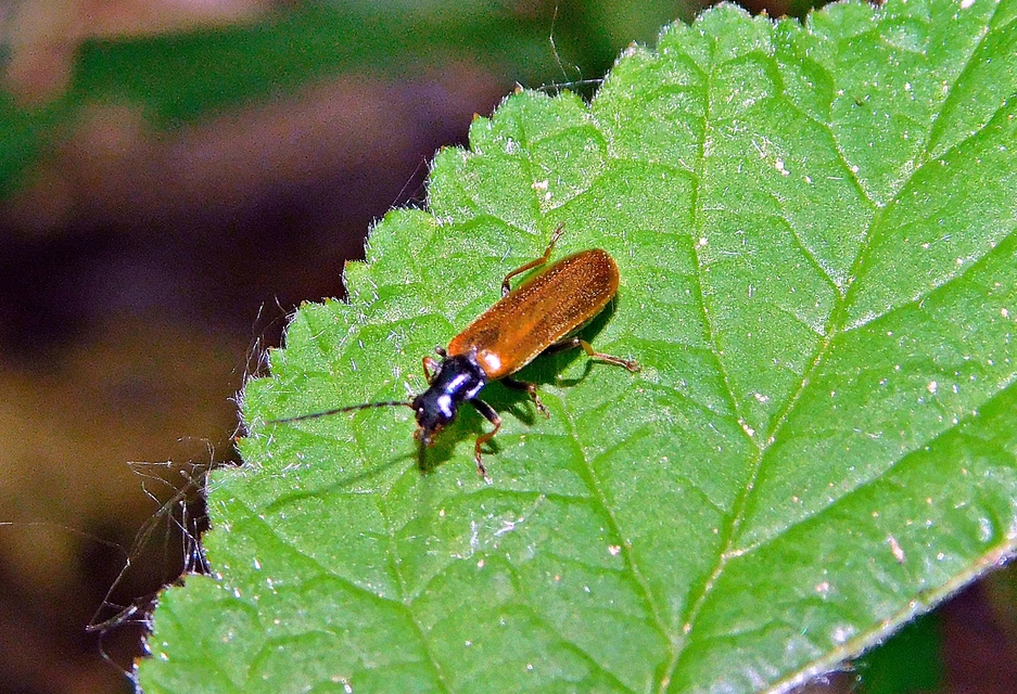 Rhagonycha femoralis - harisnyás lágybogár