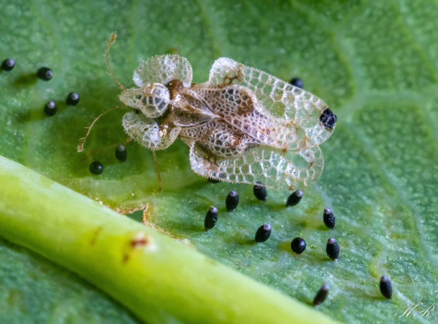 Corythucha arcuata - tölgy-csipkéspoloska
