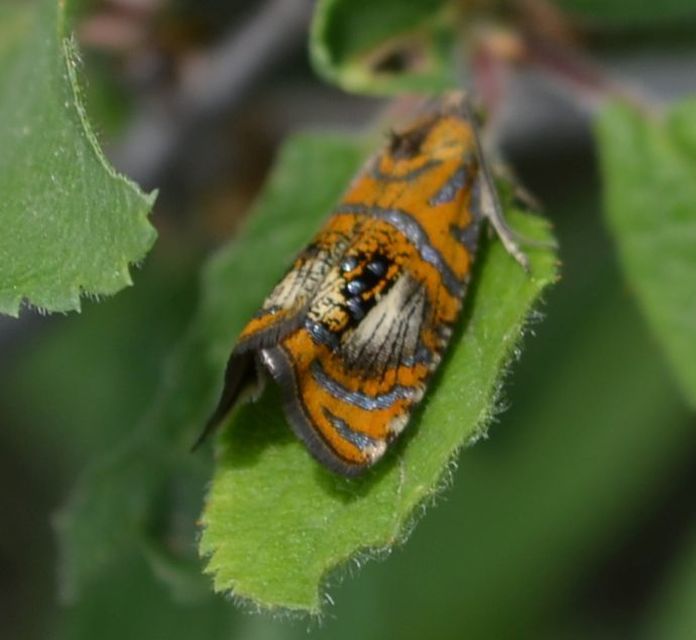 Olethreutes arcuella - avarevő tükrösmoly
