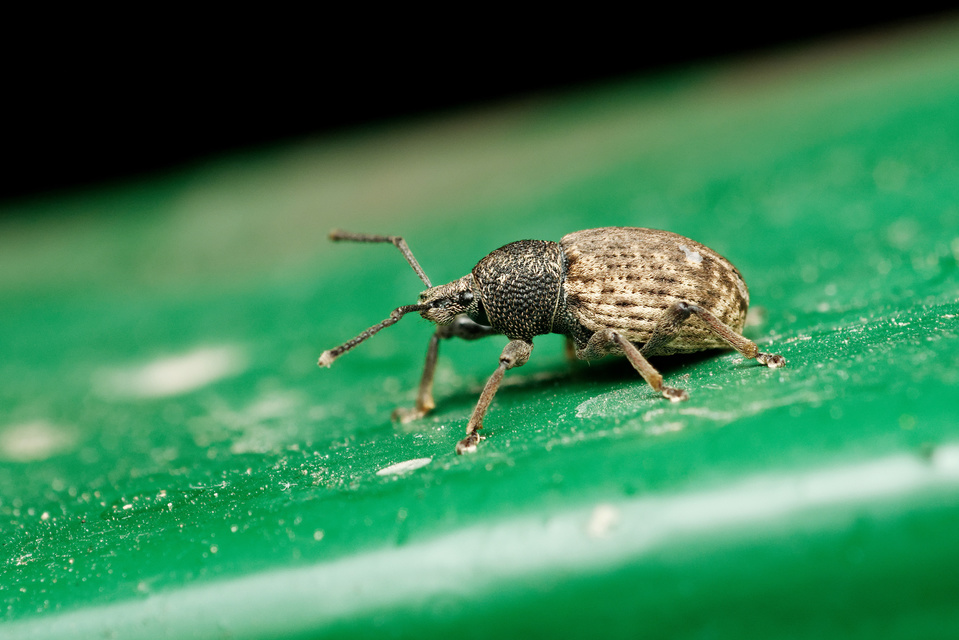 Otiorhynchus raucus - molyhos gyalogormányos