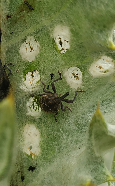 Larinus