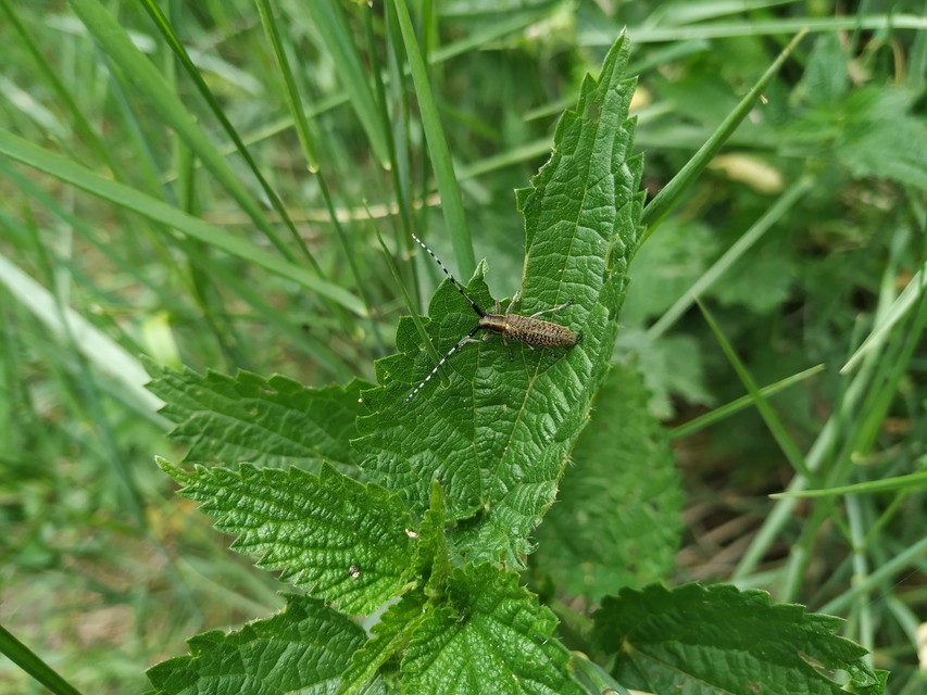 Agapanthia villosoviridescens - fehérgyűrűs bogáncscincér
