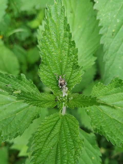 Phyllobius pomaceus - csalán-levélormányos