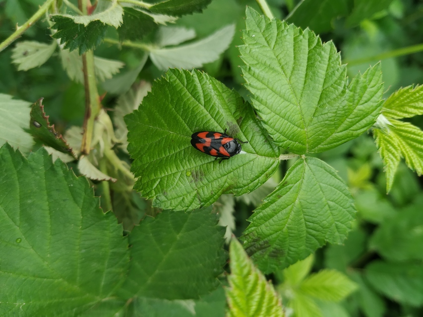 Cercopis