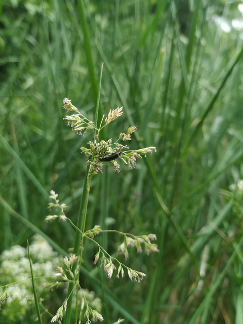 Melyridae - sziklaibogár-félék