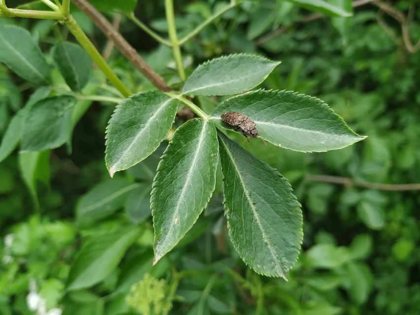 Agrypnus murinus - egérszínű pikkelyespattanó